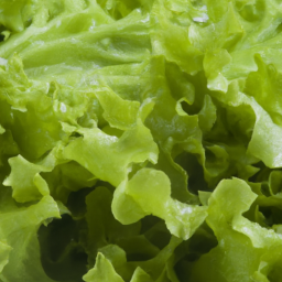 Lettuce: A Refreshing and Nutritious Addition to Your Diet