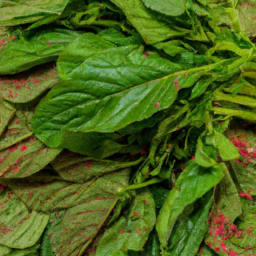 Discover the Nutritional Value of Amaranth Greens